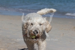 Goldendoodle