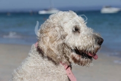 Goldendoodle