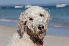 Goldendoodle