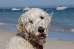Goldendoodle