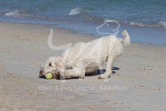 Goldendoodle