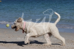 Goldendoodle