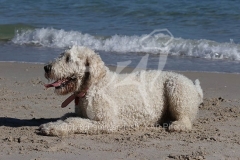 Goldendoodle