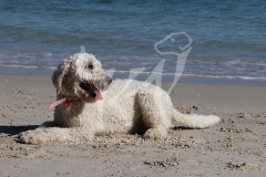 Goldendoodle