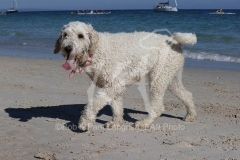 Goldendoodle