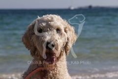 Goldendoodle