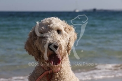 Goldendoodle
