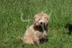 Goldendoodle