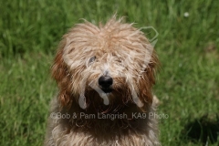 Goldendoodle