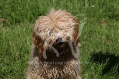Goldendoodle