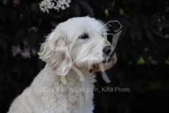 Goldendoodle