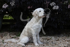 Goldendoodle