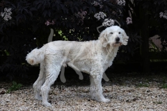 Goldendoodle
