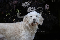Goldendoodle