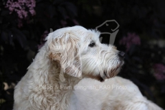 Goldendoodle