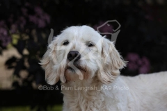 Goldendoodle