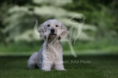 Goldendoodle