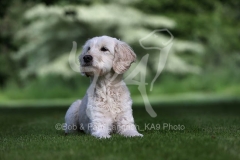 Goldendoodle