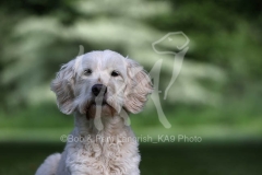 Goldendoodle