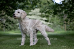Goldendoodle
