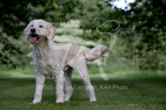 Goldendoodle