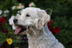 Goldendoodle