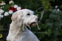Goldendoodle