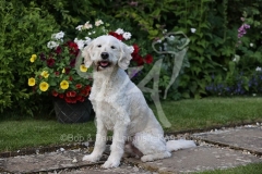 Goldendoodle