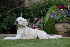 Goldendoodle