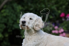 Goldendoodle