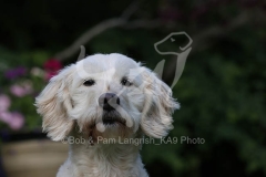 Goldendoodle