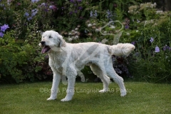 Goldendoodle
