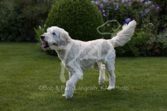 Goldendoodle