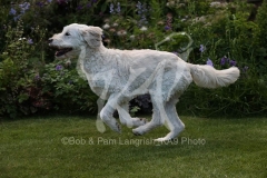Goldendoodle