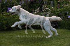 Goldendoodle