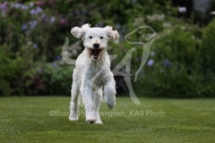 Goldendoodle
