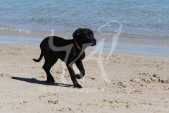 Great Dane