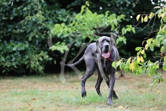 Great Dane