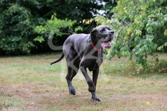 Great Dane