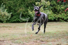 Great Dane