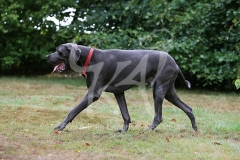 Great Dane