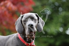 Great Dane