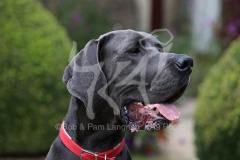 Great Dane