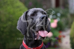 Great Dane