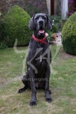 Great Dane