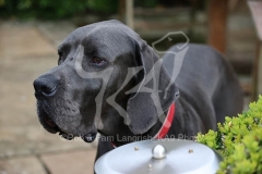 Great Dane