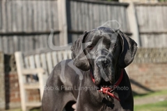 Great Dane