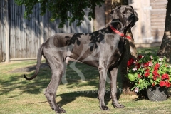 Great Dane