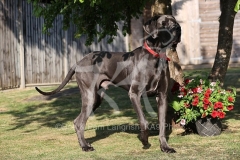 Great Dane
