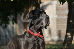 Great Dane